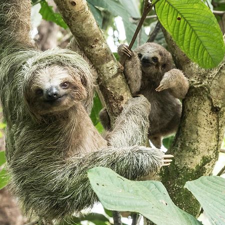 Finca Luna Nueva Lodge La Fortuna Ngoại thất bức ảnh