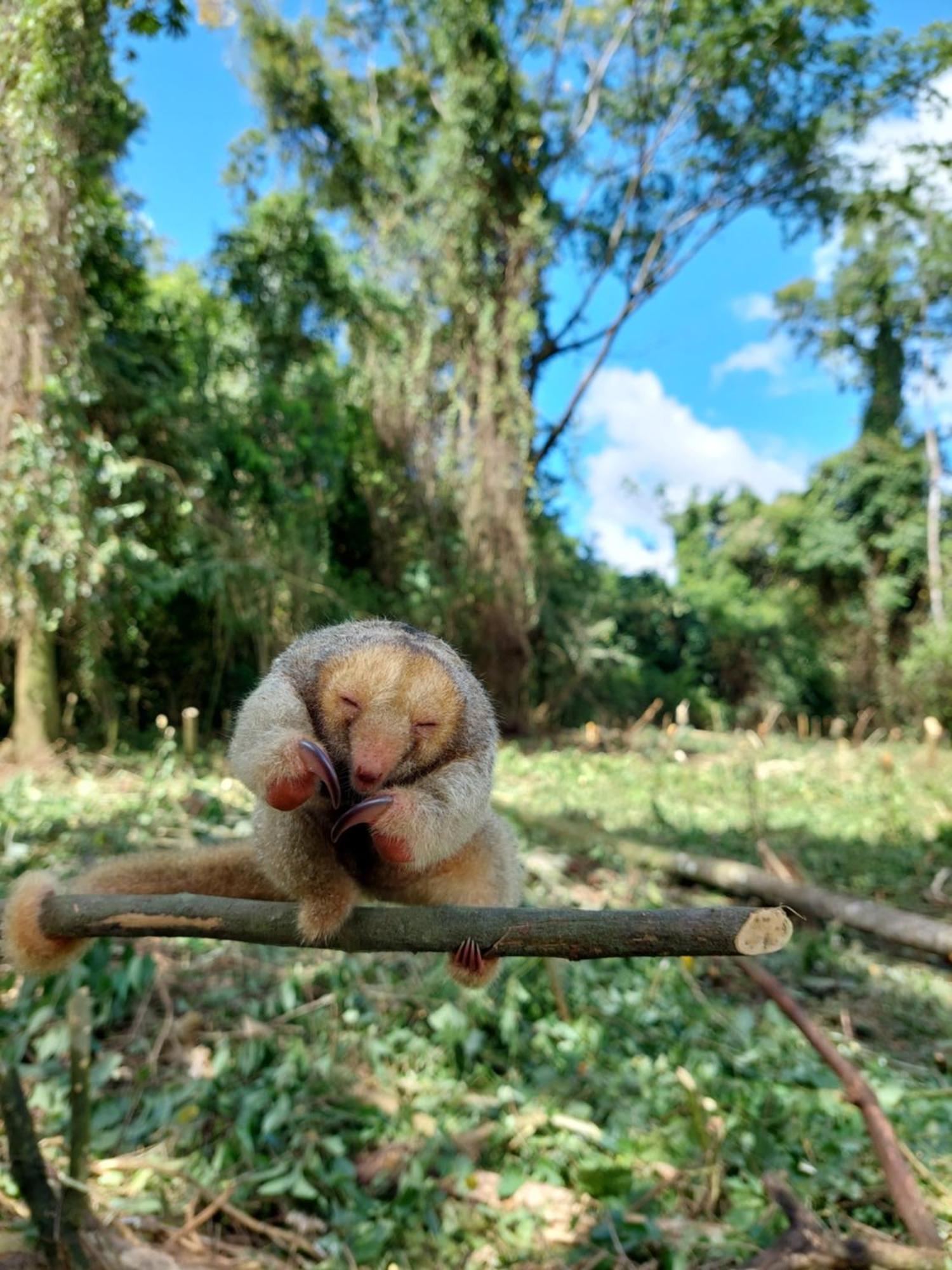 Finca Luna Nueva Lodge La Fortuna Ngoại thất bức ảnh