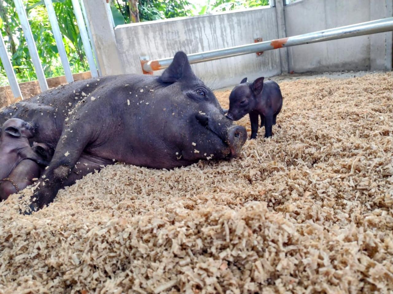 Finca Luna Nueva Lodge La Fortuna Ngoại thất bức ảnh